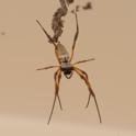 Trichonephila edulis (Australian Golden Orbweaver).jpg